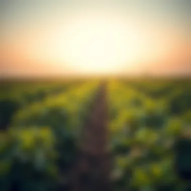 Expansive agricultural landscape representing UAE's agricultural sector