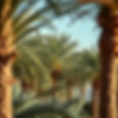 Close-up of various palm species symbolizing biodiversity in desert landscaping